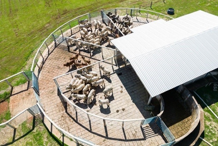 ABCZ divulga resultados da primeira etapa do programa Zebu: Carne de Qualidade