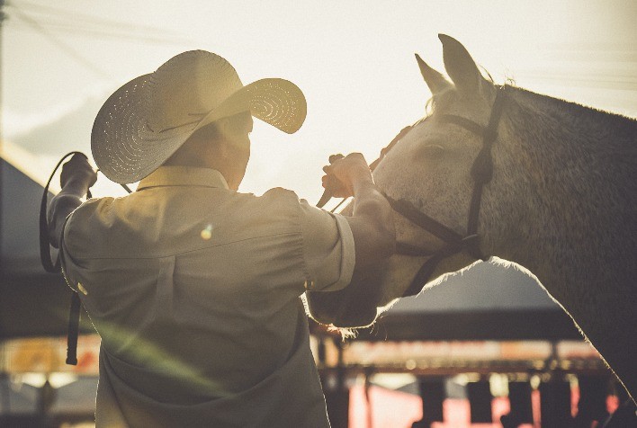 Cavalo Crioulo experimenta crescimento em Mato Grosso do Sul