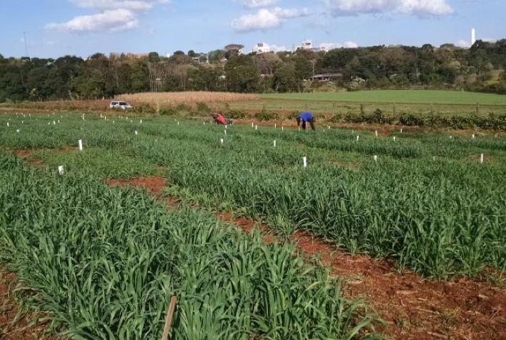 Comissão Brasileira de Pesquisa com Aveia vai testar linhagens desenvolvidas pela Epagri