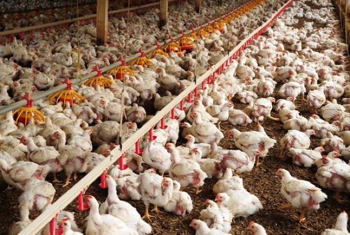 De fevereiro para março custo de produção do frango recuou mais de 3%