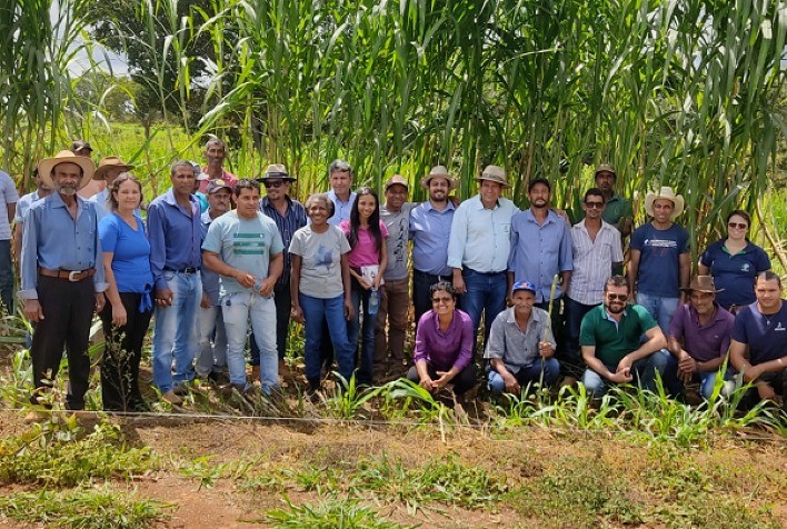 Mais Leite: Embrapa Cerrados e Coopervap realizam dia de campo sobre capim BRS Capiaçu