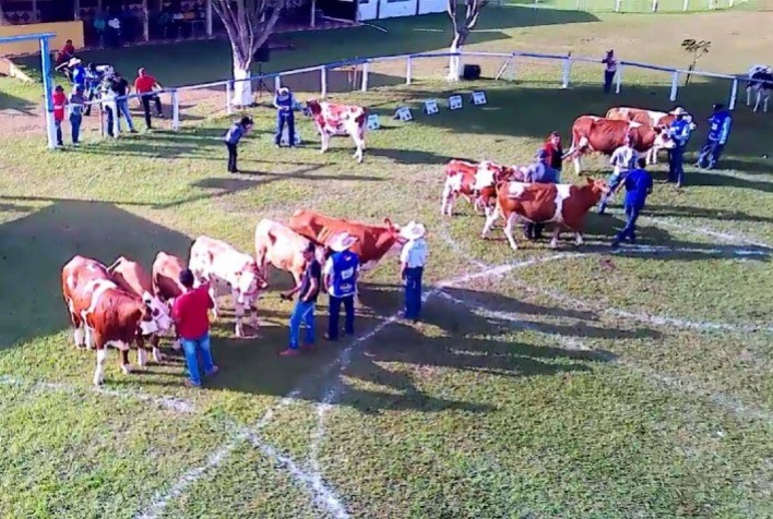 Simental e Simlandês participam da edição histórica na 50ª. Expoagro de Itapetininga
