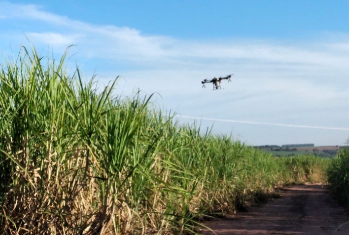 Cana-de-açúcar: Novo graminicida supera tratamentos-padrão em polos produtivos de referência do setor sucroenergético