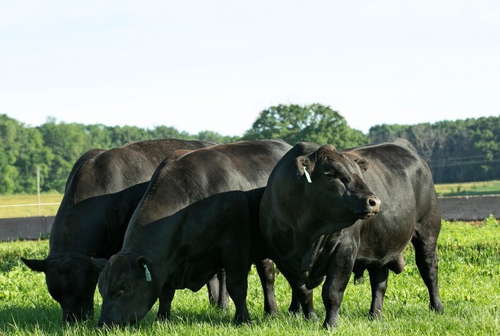 Pecuaristas apostam em solução para aumentar eficiência em rebanhos