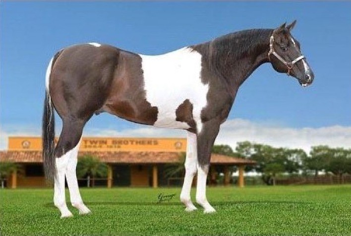 Conheça cavalo que já ganhou mais de 40 motos e quase 300 mil em prêmios