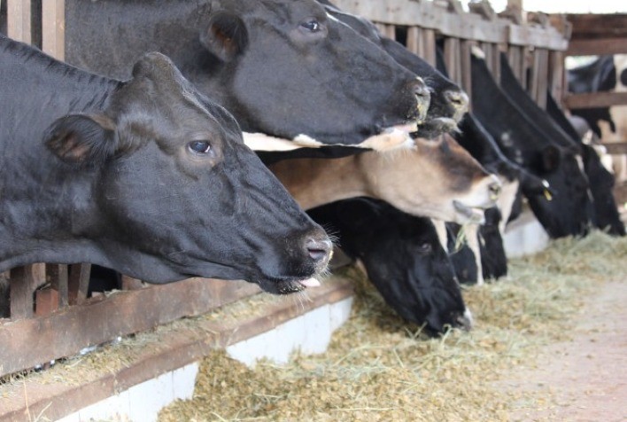 Imunonutrição, nova prática que impacta positivamente produção animal