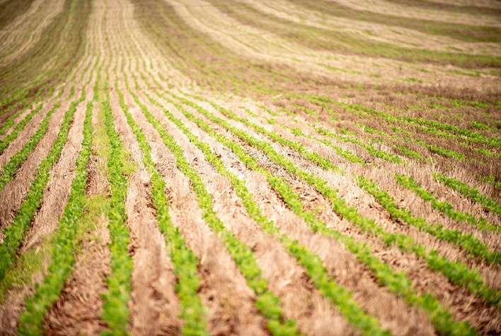 Embrapa promoverá Reunião de Pesquisa de Soja em agosto