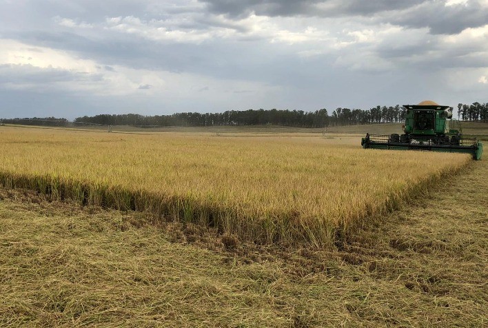 Falta 10% da área para concluir colheita de arroz no Rio Grande do Sul
