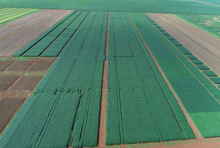 Biológicos no manejo de pragas, doenças e nematoides traz incremento de até 8 sacas de soja por hectare