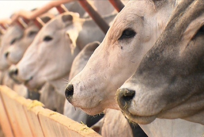 Estudo avalia o efeito da técnica da aclimatação na adaptação de animais em confinamento