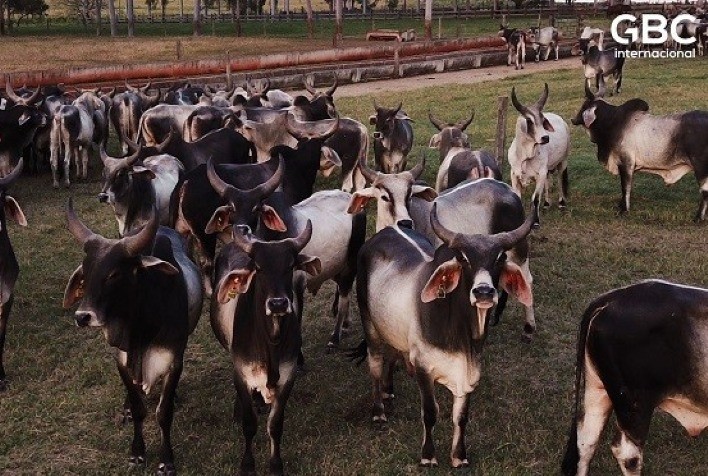 Brasil realiza uma das maiores exportações de touros Guzerá da história para Senegal
