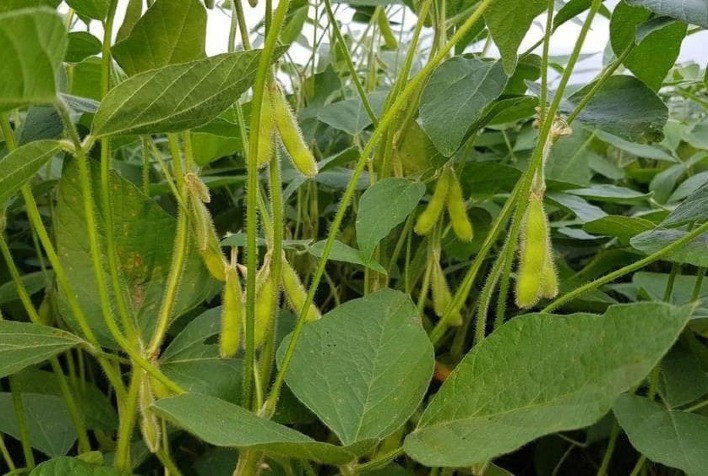 Pesquisadores apresentam resultados da safra em 8 municípios de Mato Grosso do Sul