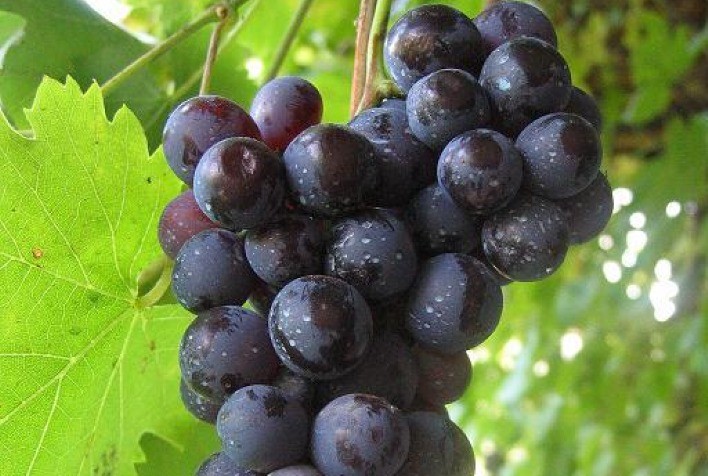 Uva: Municípios do circuito das frutas recebem certificação de Indicação Geográfica da Niagara rosada