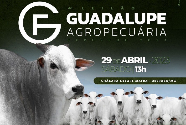 Fêmeas Nelore estarão em oferta no Leilão Guadalupe Agropecuária, durante a Expozebu 2023