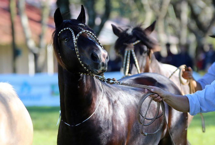 Alegrete vai selecionar os melhores Cavalos Crioulos da região em Exposição Passaporte
