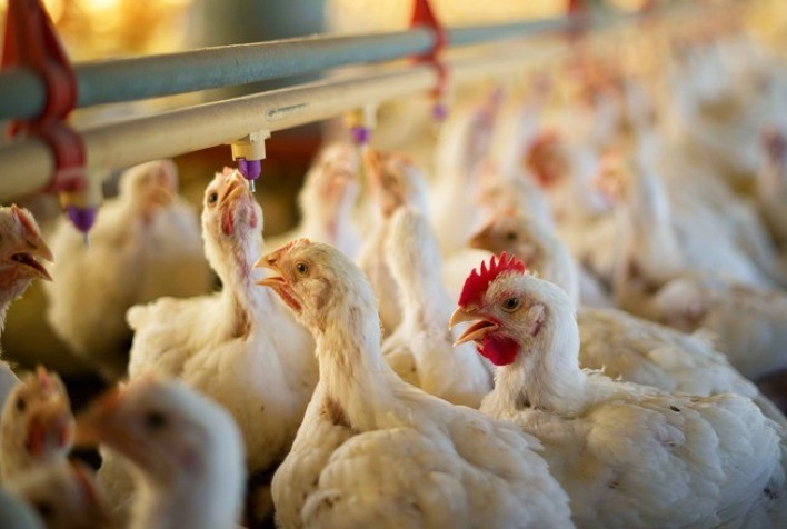 Frango tem o quinto maior VBP da agropecuária brasileira