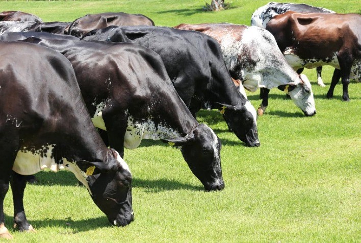 Governo de Goiás terá estande próprio e ações para divulgar o agronegócio goiano na ExpoZebu 2023