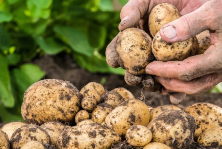 Manejo de nematoides no inverno pode reduzir custos e contribuir para sustentabilidade do sistema de produção de batata e cenoura