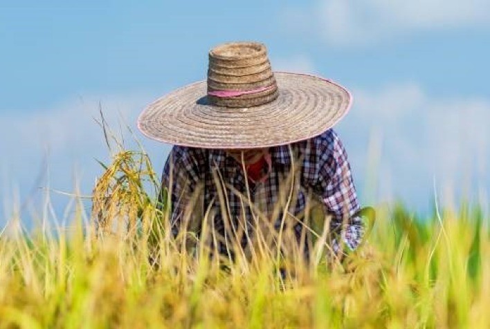 Alta produtividade com meio ambiente melhor preservado