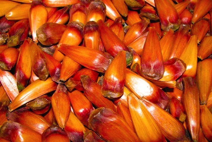 Embrapa e Avon firmam parceria para desenvolvimento de projeto para produção e processamento de pinhão como fonte de renda para mulheres na agricultura familiar