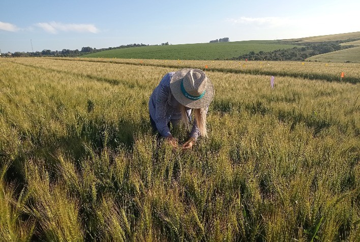 Cultivo de trigo no Brasil e desafios ambientais