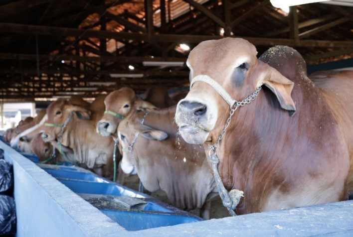 MG: Governo anuncia campanha de atualização de rebanhos