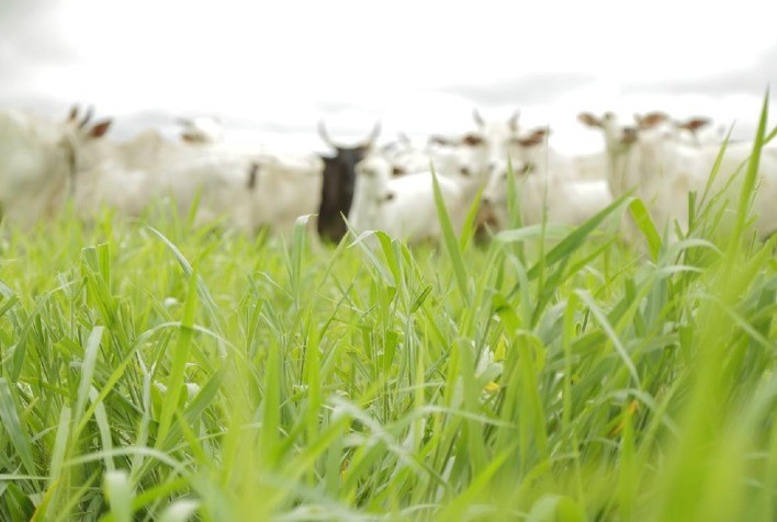 Inovação! Conheça a terceira revolução das brachiarias na Agrishow