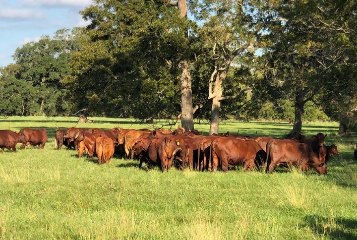 Raça centenária é opção de maior rentabilidade na pecuária sul-americana