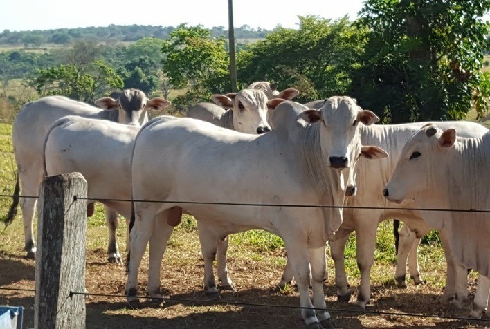 Desempenho do boi gordo em abril e no primeiro quadrimestre de 2023