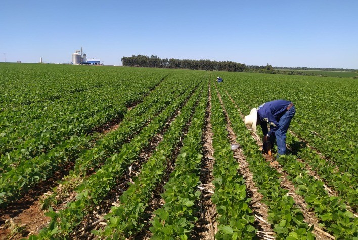 Regenera Cerrado une pesquisadores e produtores em prol da agricultura regenerativa