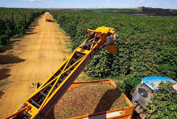 Produtores iniciam colheita de café arábica
