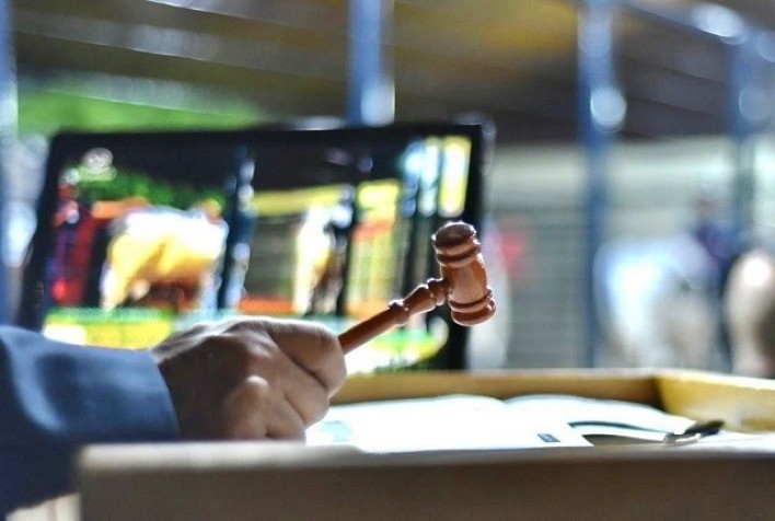 Leilões da 88ª ExpoZebu registram R$ 98,9 milhões em vendas