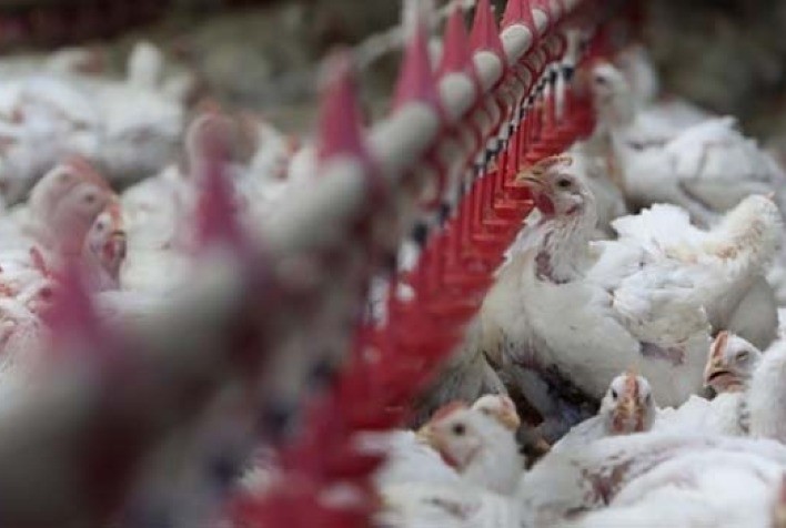 Frango vivo: reajustes de preço em São Paulo não repõem inflação acumulada no ano