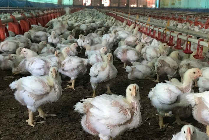 Multifuncional, prebióticos melhoram absorção de nutrientes e fortalecem sistema imune de frangos de corte