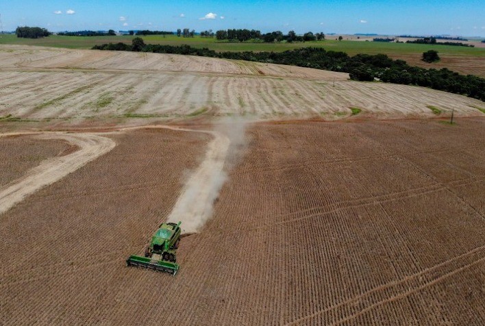 Colheita de feijão avança no Paraná e a expectativa é de aumento na produção