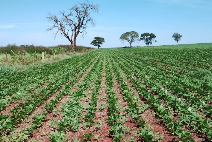 Feijão plantado com sementes distribuídas pela Emater-MG tem bom desenvolvimento em várias regiões de Minas Gerais
