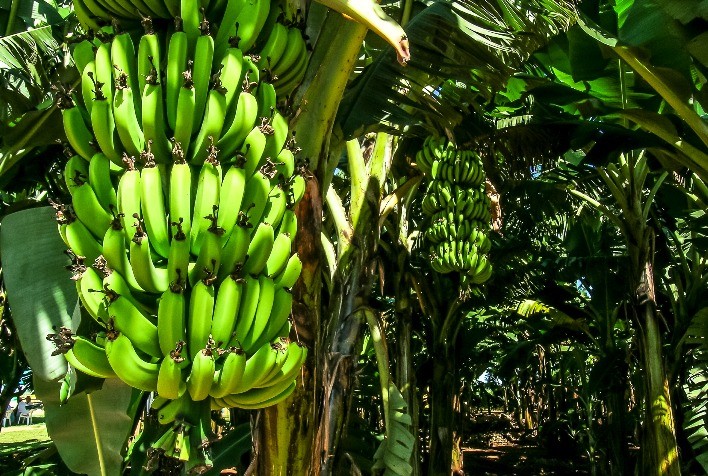 Bananicultura: adubo orgânico aumenta a produtividade e pode auxiliar na supressão de pragas e doenças