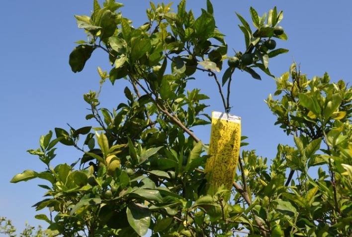 Aumentos de incidência do greening são registrados anualmente no cinturão citrícola de São Paulo e Triângulo/Sudoeste Mineiro