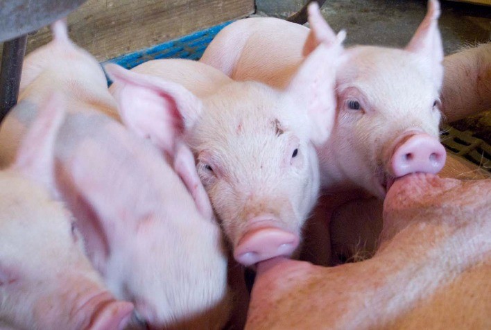 Prolapso uterino preocupa suinocultura mundial