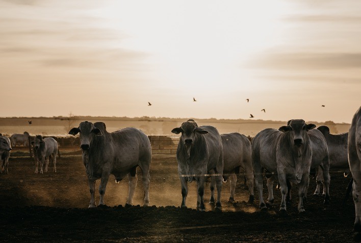 Desempenho do boi gordo na 18ª semana de 2023, primeira de maio