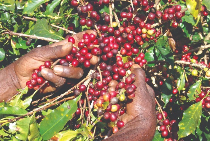 Valor Bruto da Produção agropecuária mineira deve alcançar recorde de R$ 131,1 bilhões em 2023