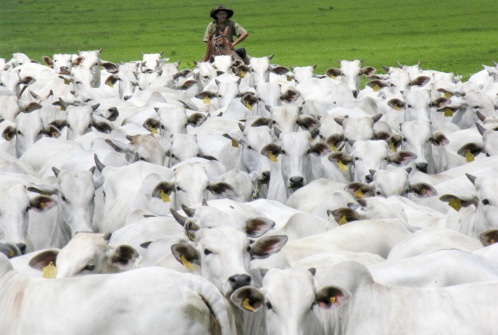 Gestão de fazenda pecuária potencializa os ganhos com soluções biotecnológicas