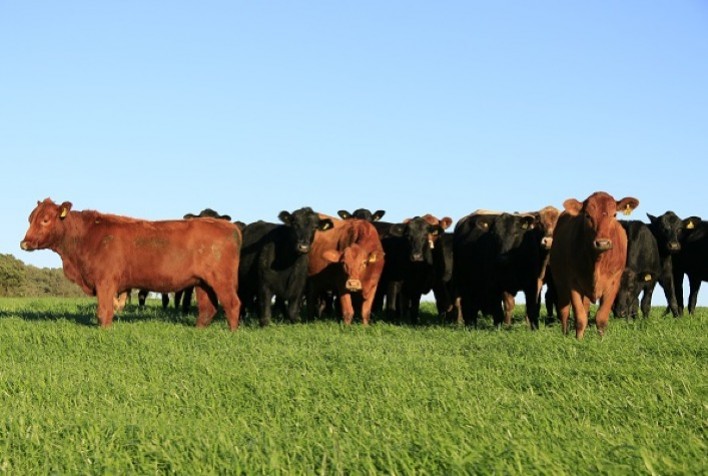 Dia de Campo apresenta tecnologias da Embrapa para uma pecuária mais sustentável