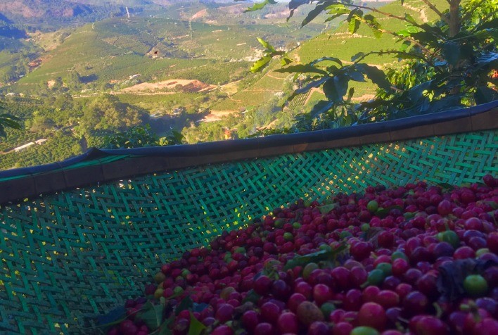 Café tem ajustes nos preços após pressão com a colheita da safra brasileira