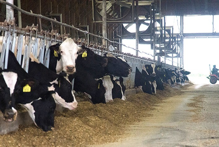 Solução nutricional auxilia na redução da mastite, um dos desafios mais complexos das propriedades leiteiras