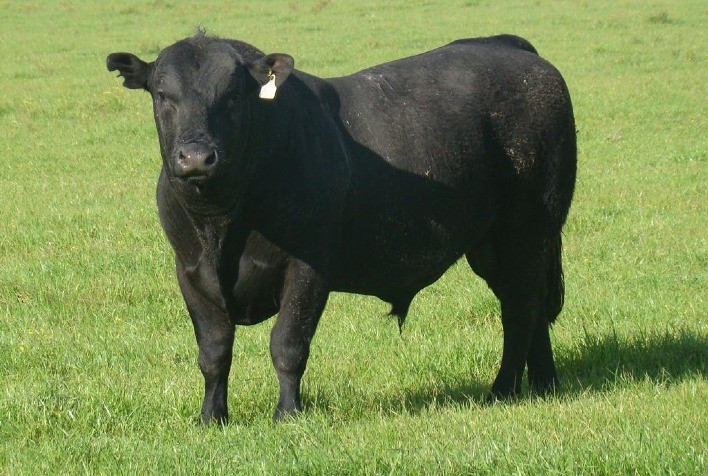 JP Agronegócios foca seleção do gado Montana na alta produtividade