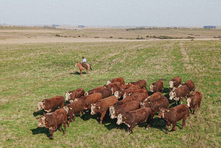 Uso da genômica para ampliar lucratividade será tema de workshop em Dom Pedrito