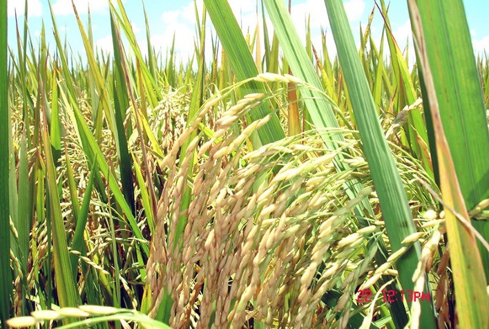 Arroz: Preços cedem após nove semanas em alta