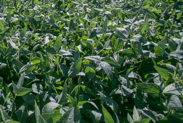 Mercado de bioinsumos cresce e ajuda na redução do custo de produção