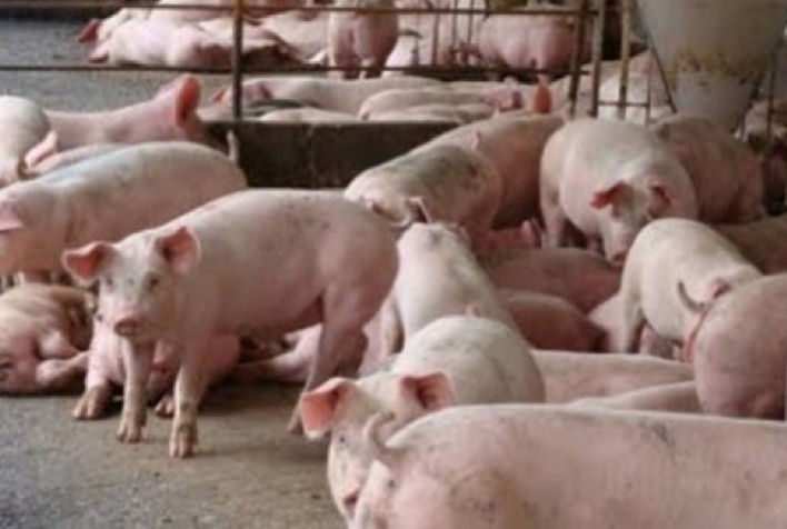 Suíno vivo: preço médio diário apresenta evolução parcial de 3,9% no decorrer de maio